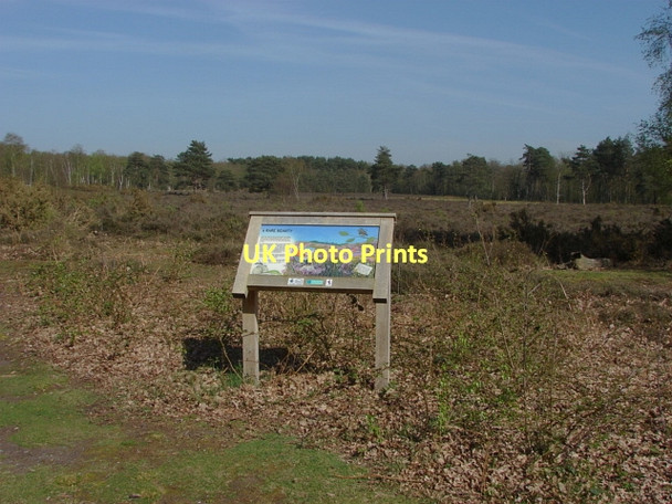 Photo 6"x4" Bullswater Common Fox Corner\/SU9654 c2011 P1