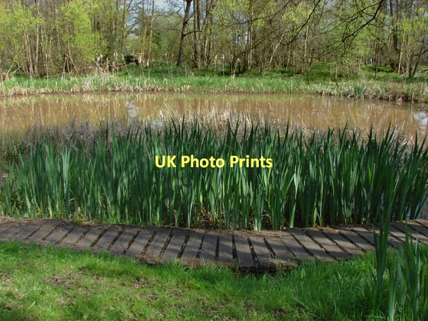 Photo 6"x4" Fox Corner Wildlife Area Fox Corner\/SU9654 c2011