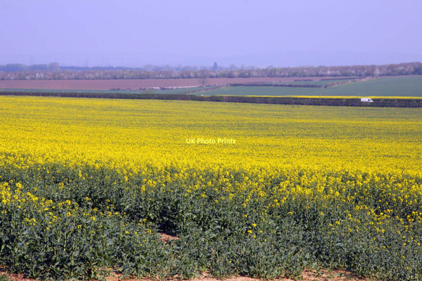 Photo 6"x4" Field of rape near Great Milton Great Milton c2011