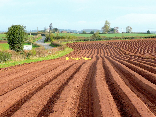 Photo 6"x4" Potato tramlines Lea\/SO6521 c2011