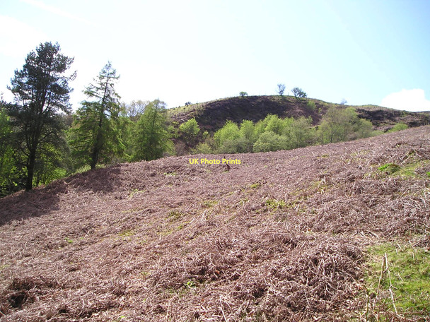 Photo 6"x4" Bracken-clad slopes in April Glanaman c2011