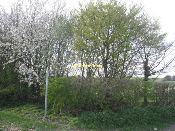 Photo 6"x4" The beginning of the footpath to Fotherby Louth\/TF3387 c2011