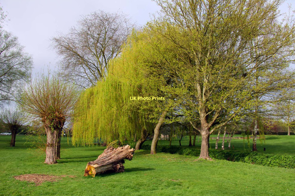 Photo 6"x4" Willows in Cutteslowe Park Cutteslowe c2011
