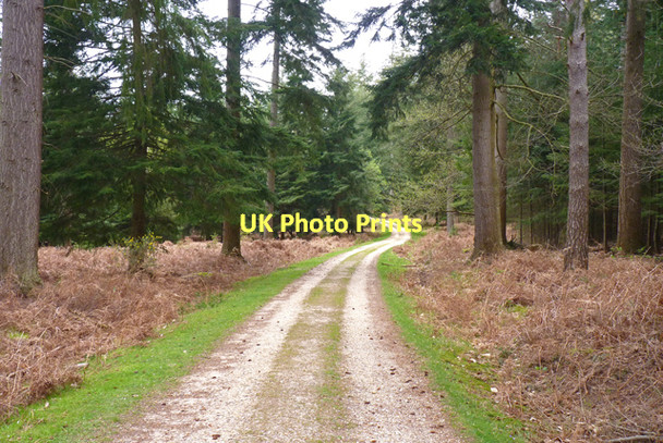 Photo 6"x4" Track in Holidays Hill Inclosure Bank\/SU2807 c2011