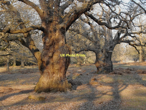 Photo 6"x4" Ancient oak trees in High Wood, Richmond Park (2) Kingston Upon Thames c2011