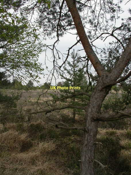 Photo 6"x4" Barnsfield Heath, heathland Grange Estate c2011