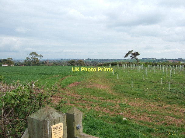 Photo 6"x4" Footpath leading south from Sandy Lane Cannington c2011