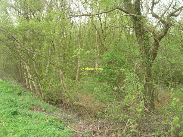Photo 6"x4" Woodland beside the A163 Osgodby Common c2011