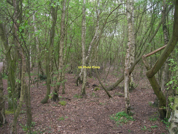 Photo 6"x4" Woodland, Skipwith Common Little Skipwith c2011
