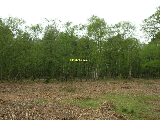 Photo 6"x4" Skipwith Common Skipwith c2011