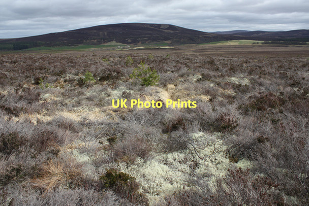 Photo 6"x4" Dava Moor south of Cairn Duhie Ferness c2011