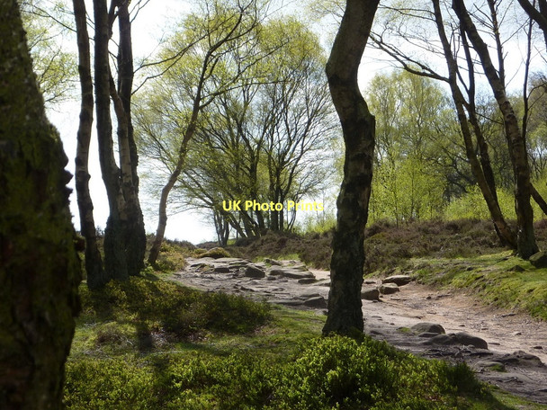 Photo 6"x4" Woodland path, Stanton Moor Stanton in Peak c2011