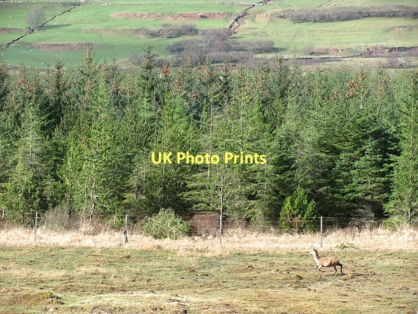 Photo 6"x4" Forest in Glen Bellart Dervaig c2011