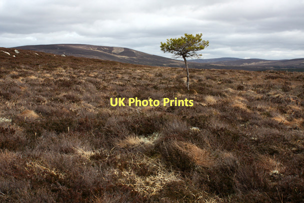 Photo 6"x4" Lone tree near Cairn Duhie Ferness c2011