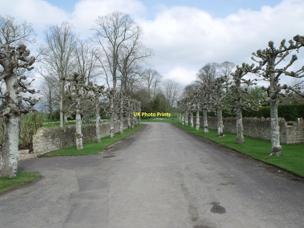 Photo 6"x4" Avenue of limes, Lytes Cary, Somerset Cary Fitzpaine c2011