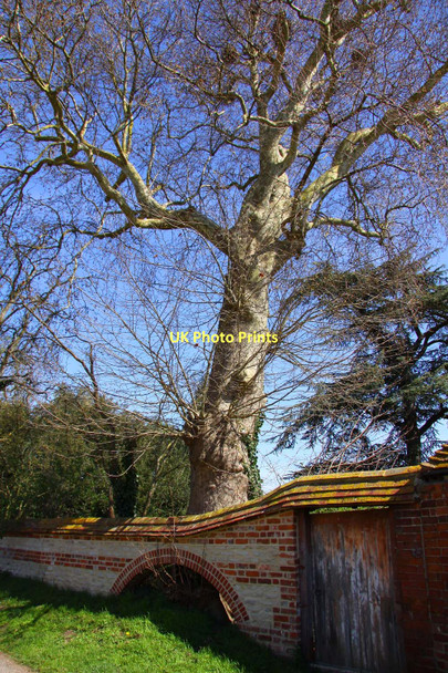 Photo 6"x4" Wall over the tree roots South Moreton c2011