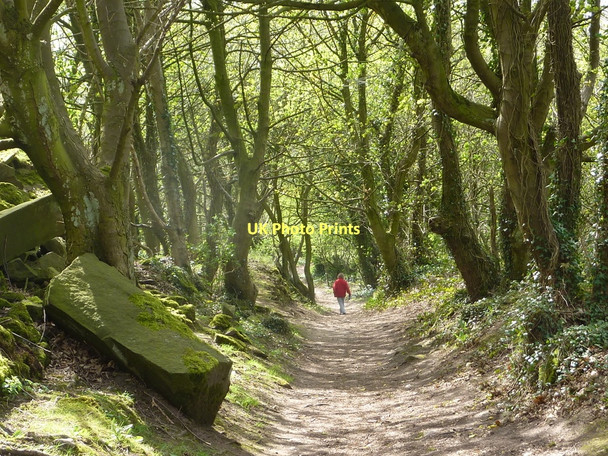 Photo 6"x4" Woodland footpath near Birchover Birchover c2011