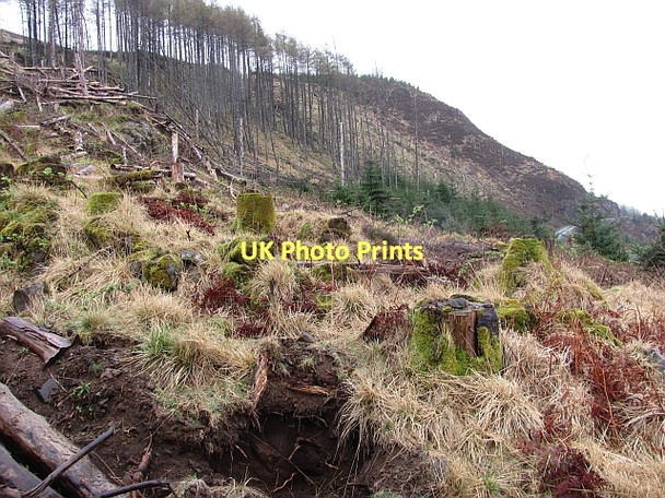 Photo 6"x4" Forest, Loch Frisa Allt a' Chlogaid c2011