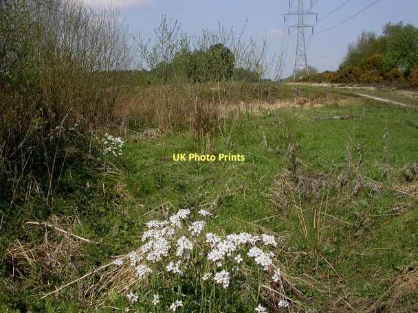 Photo 6"x4" Hurn Forest, cuckooflowers Grange Estate c2011