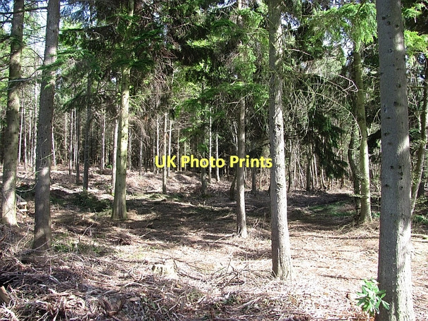 Photo 6"x4" Saltoun Big Wood West Saltoun c2011