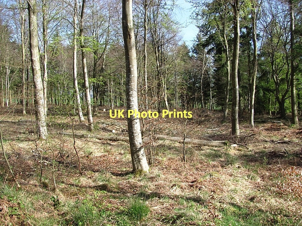 Photo 6"x4" Saltoun Big Wood West Saltoun c2011 P1