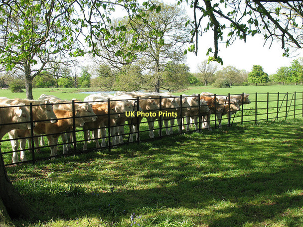 Photo 6"x4" The grass is greener Southall c2011