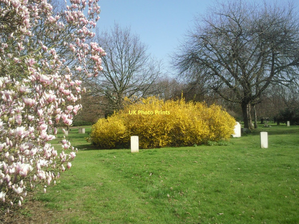 Photo 6"x4" Springtime in Fulham Cemetery Barnes c2011
