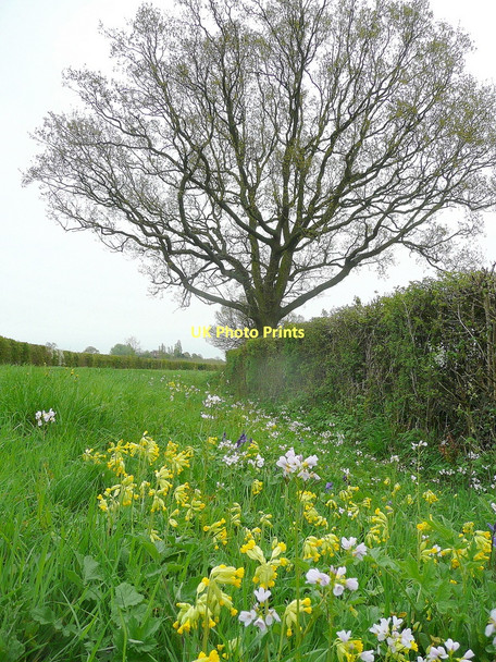 Photo 6"x4" Verge of wild flowers 1 Kent's Green c2011