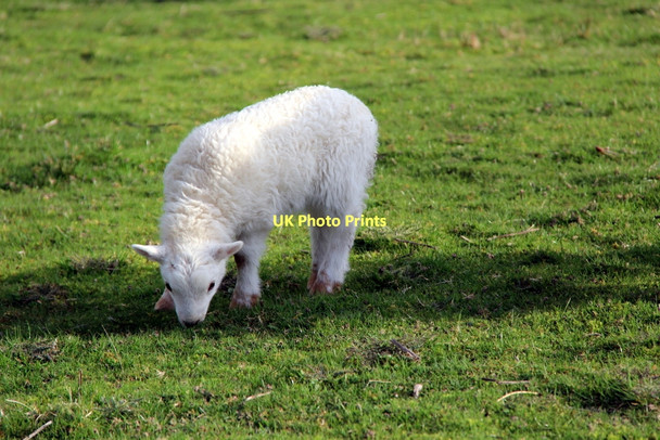Photo 6"x4" Lamb near Celyn Dam Frongoch\/SH9039 c2011