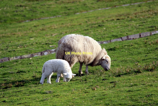 Photo 6"x4" Lamb and Ewe near Lake Celyn Frongoch\/SH9039 c2011