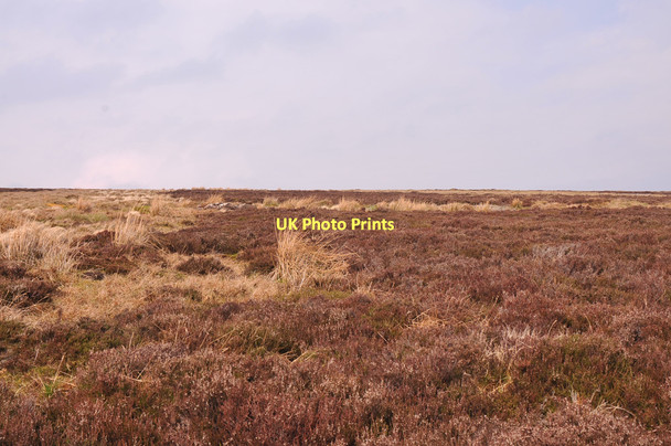 Photo 6"x4" Heather covered slopes of Monadh Fergie Monadh Fergie c2011