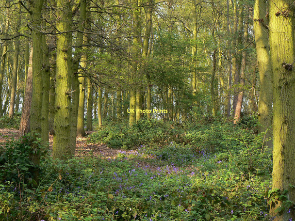 Photo 6"x4" Bluebells in Booth Wood Thorpe Acre c2011