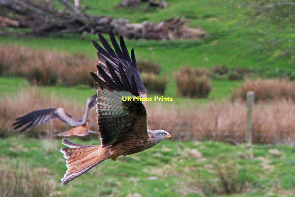 Photo 6"x4" Red Kite, Gigrin Farm Red Kite Feeding Centre Gaufron c2011