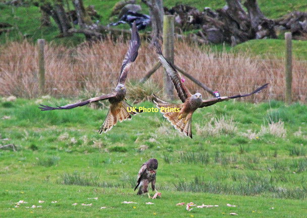 Photo 6"x4" Red Kites and Buzzard, Gigrin Farm Gaufron c2011