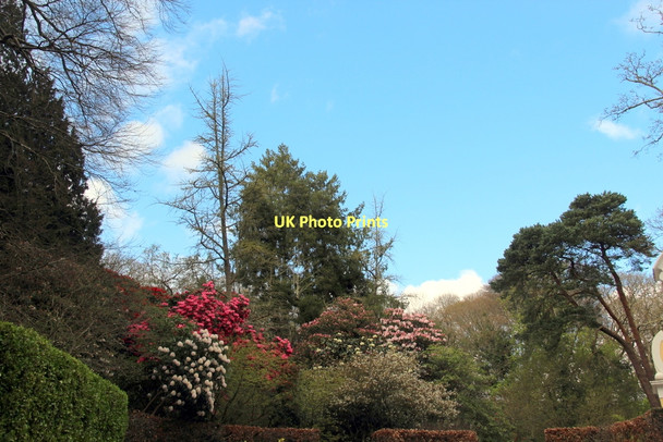 Photo 6"x4" Rhododendrons in Garden at Portmeirion Porthmadog c2011