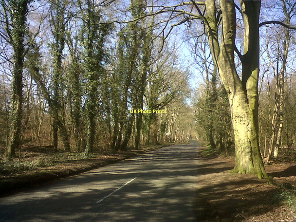 Photo 6"x4" A wooded lane, Oulton Park Little Budworth c2011