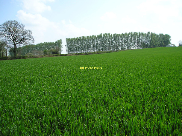 Photo 6"x4" Field of wheat Nextend c2011