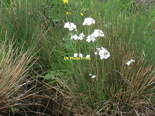 Photo 6"x4" Cuckoo Flowers near Berrow, Somerset (2) Berrow\/ST2952 c2011