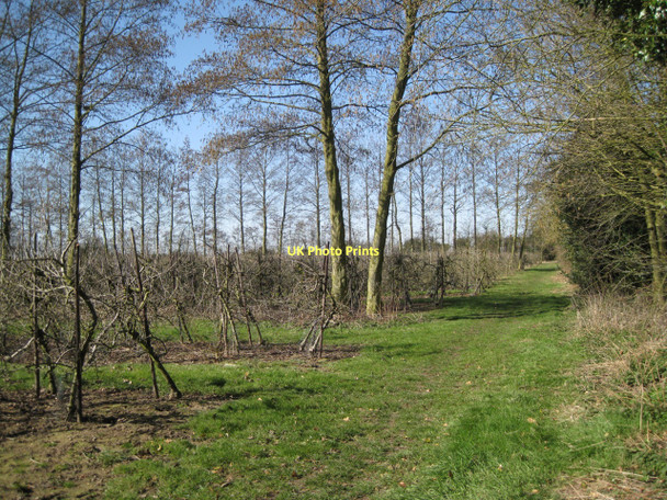 Photo 6"x4" Orchard, mid-March Aldborough\/TG1834 c2011