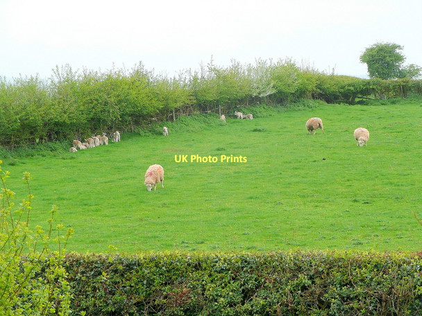 Photo 6"x4" The lambs' first rain shower Bromsash c2011