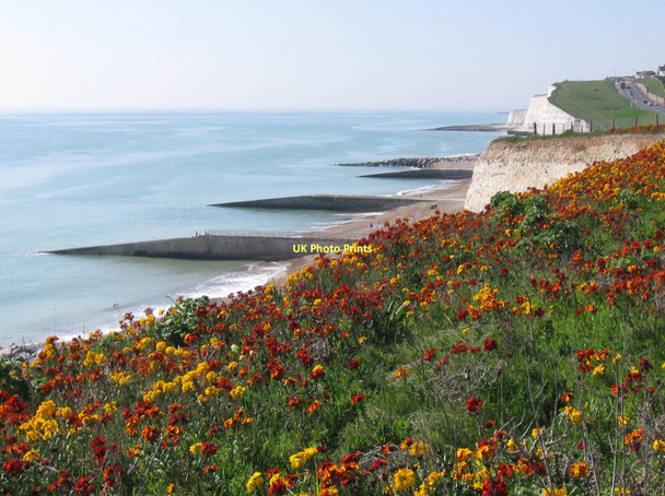 Photo 6"x4" Wallflowers at Saltdean Saltdean c2011