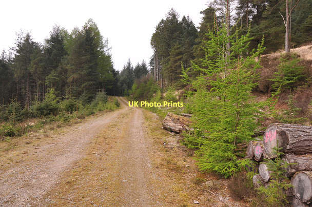 Photo 6"x4" Forestry road in Glenhurich Forest Glenhurich c2011
