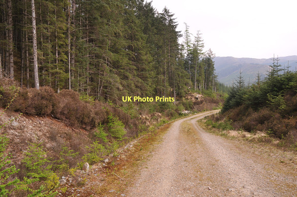 Photo 6"x4" Forestry road in Glenhurich Forest Glenhurich c2011 P1