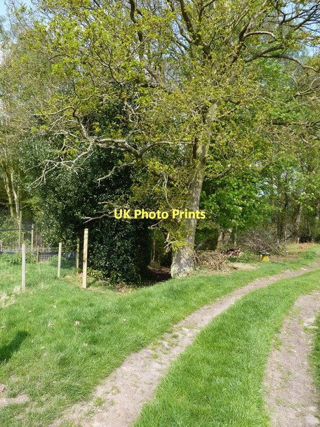 Photo 6"x4" Footpath into the woods - Honeypot Coppice Darley\/SO6899 c2011