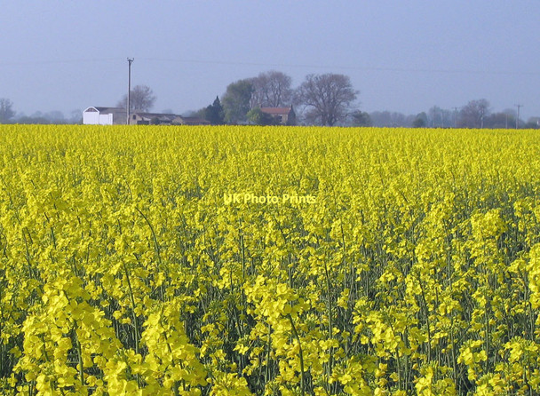 Photo 6"x4" Rape field near Sleights Farm Great Habton c2011