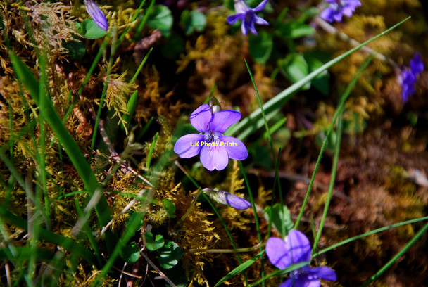 Photo 6"x4" Wild Violets Achtalean c2011
