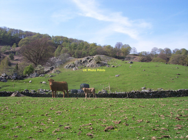 Photo 6"x4" Curious cow and calf at Finsthwaite Finsthwaite c2011