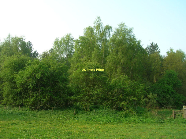 Photo 6"x4" Black Plantation High Catton c2011