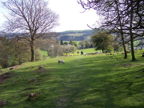 Photo 6"x4" A sylvan scene near Finsthwaite Finsthwaite c2011