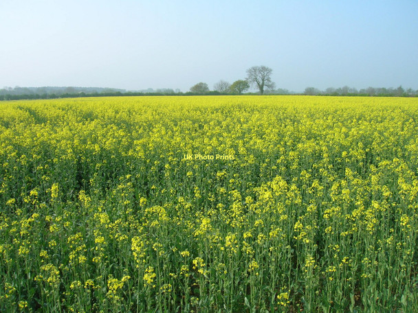 Photo 6"x4" Crop field off Mask Lane Elvington\/SE7047 c2011